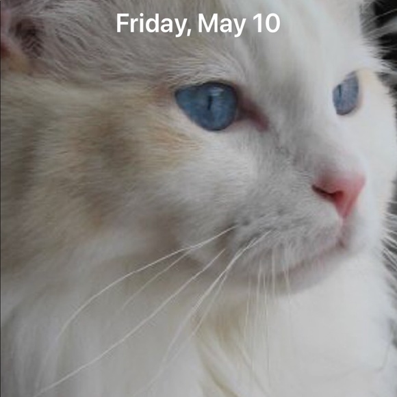 Meet your Posher, Sandra - Picture 2 of 2